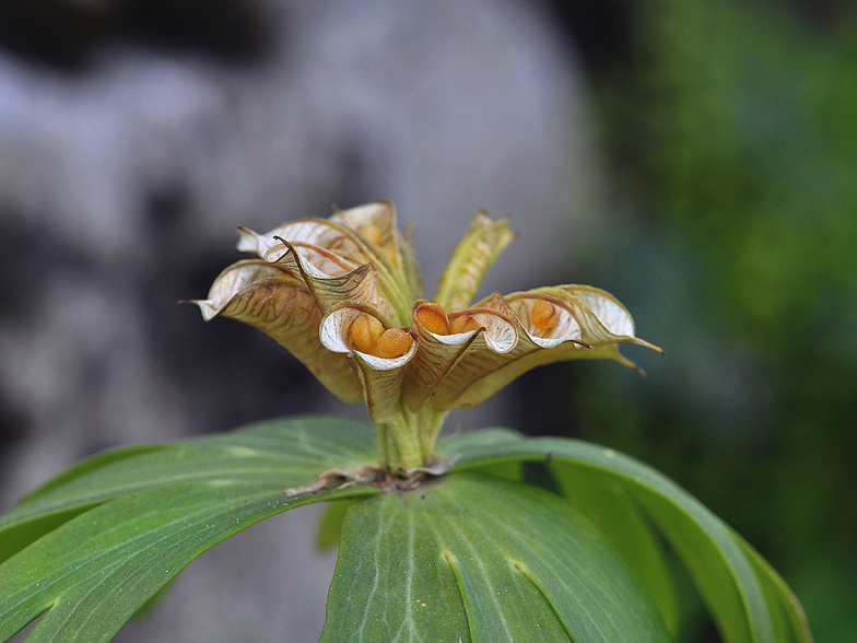 Eranthis hyemalis