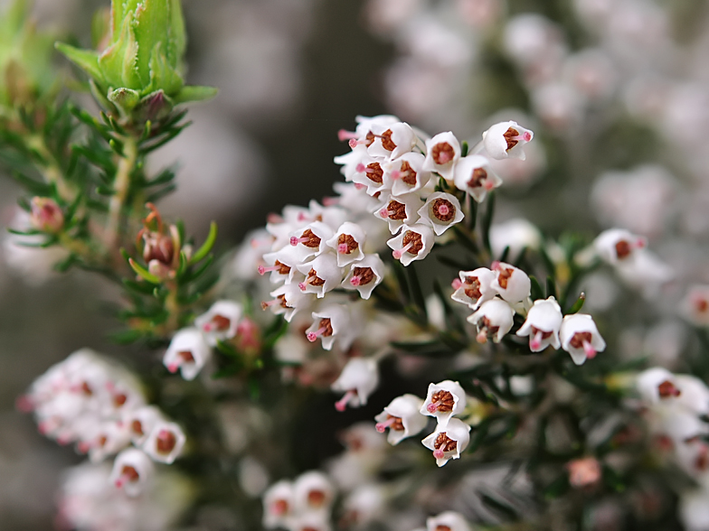 Erica arborea