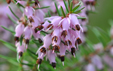 Erica carnea