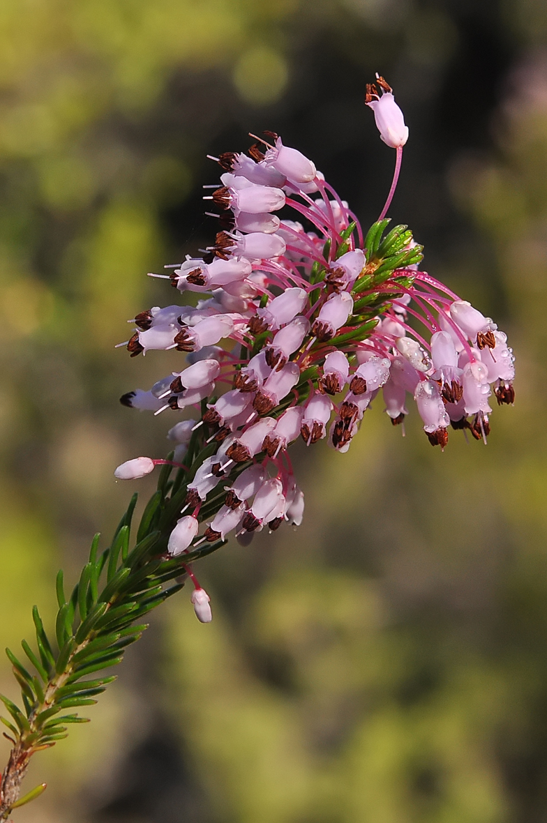 Erica multiflora