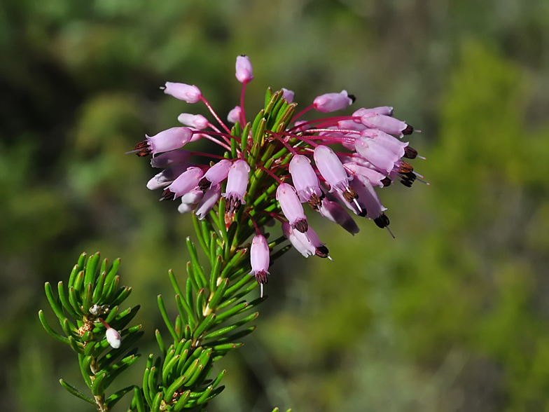 Erica multiflora