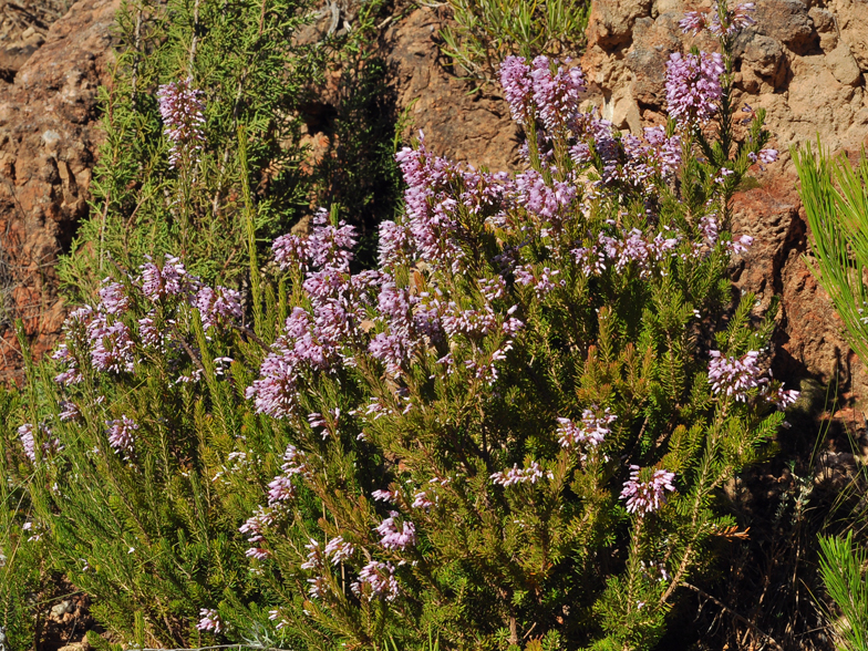 Erica multiflora