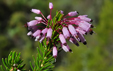 Erica multiflora