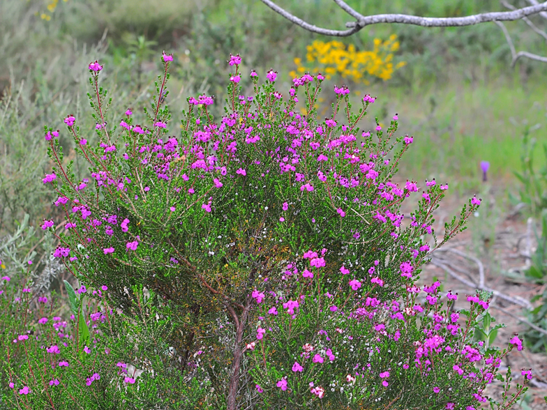 Erica umbellata