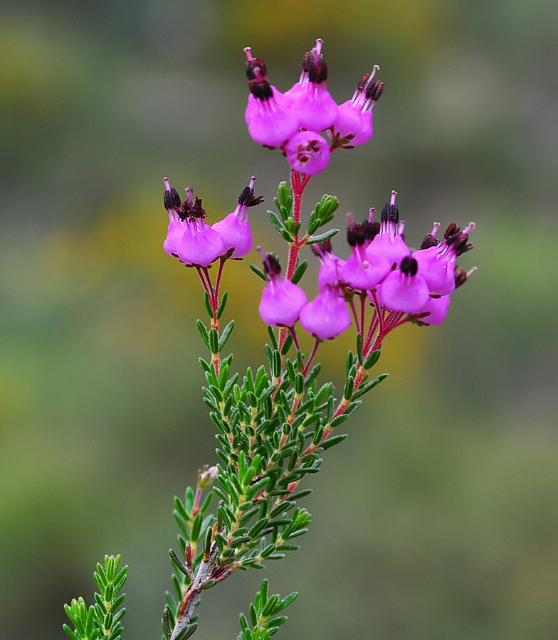 Erica umbellata