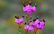 Erica umbellata