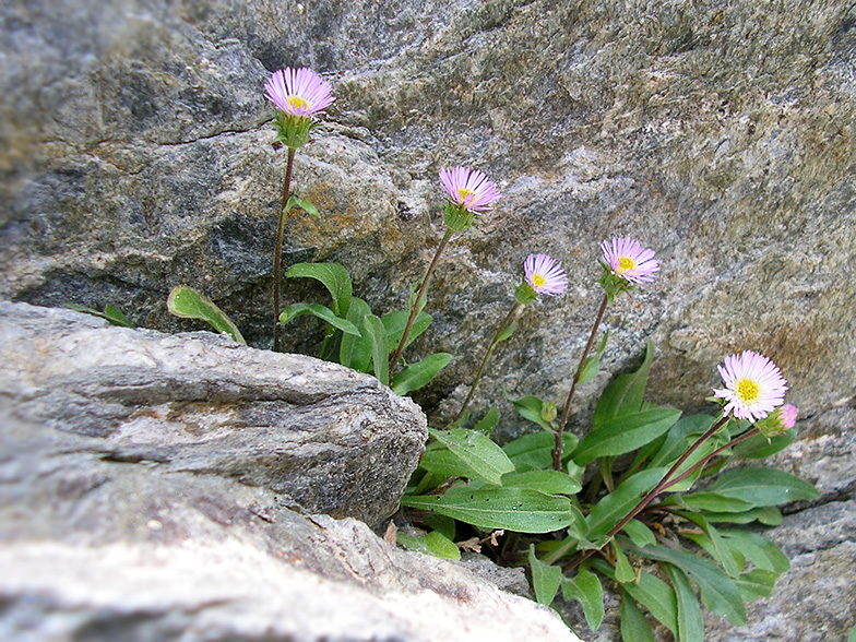 Erigeron alpinus