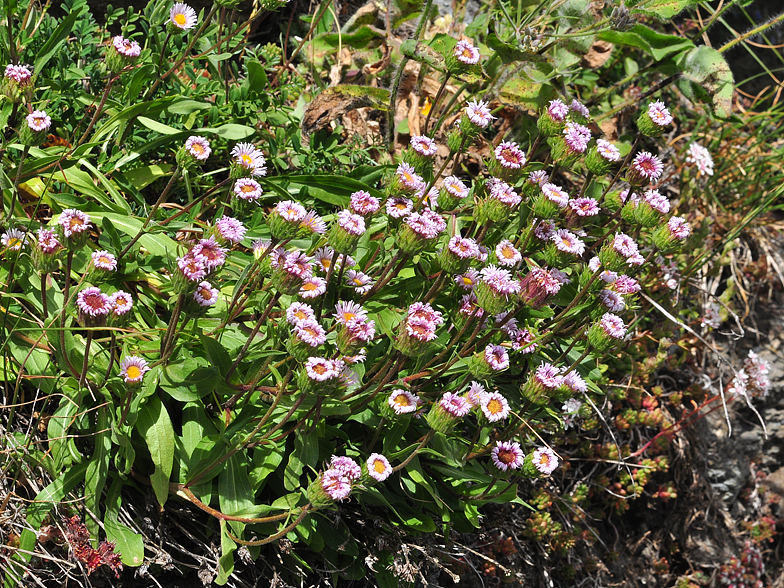 Erigeron alpinus