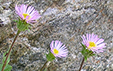 Erigeron alpinus