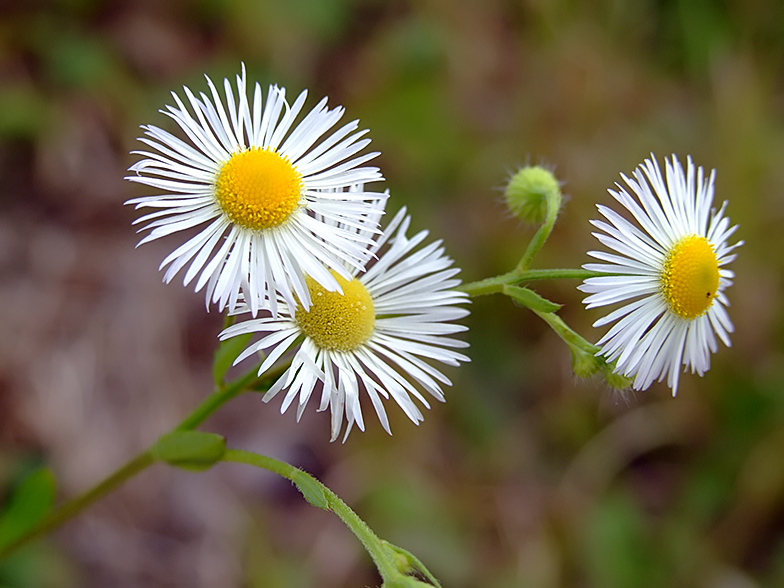 Erigeron annuus