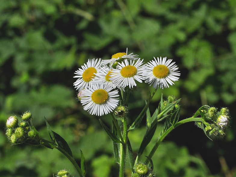 Erigeron annuus