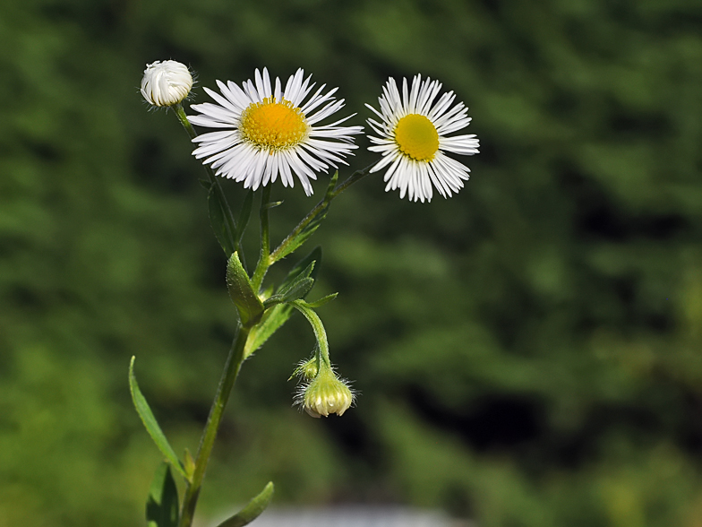 Erigeron annuus