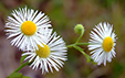 Erigeron annuus