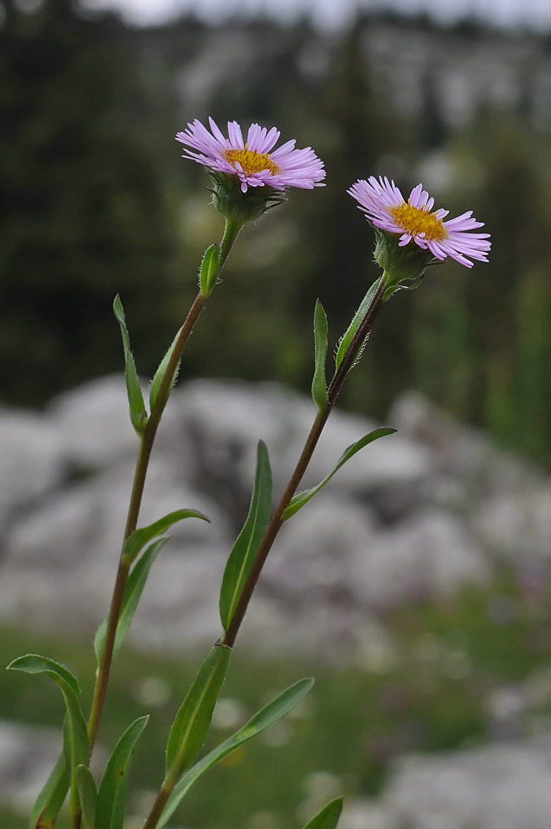 Erigeron glabratus