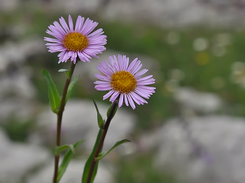 Erigeron glabratus