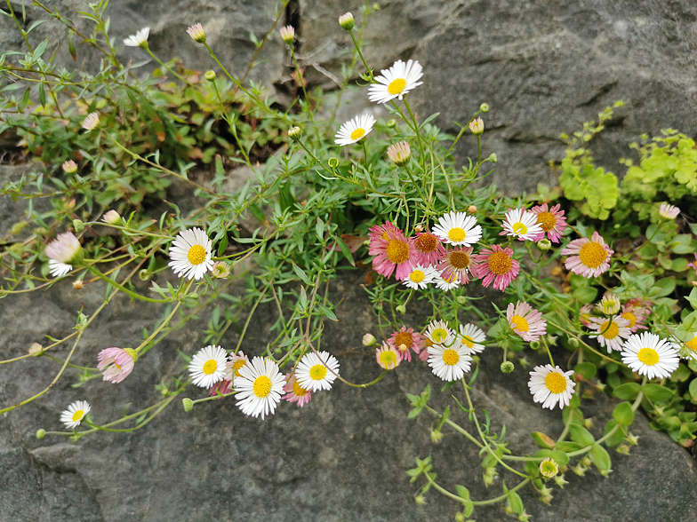 Erigeron karvinskianus