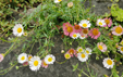 Erigeron karvinskianus