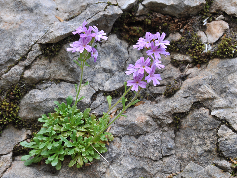 Erinus alpinus