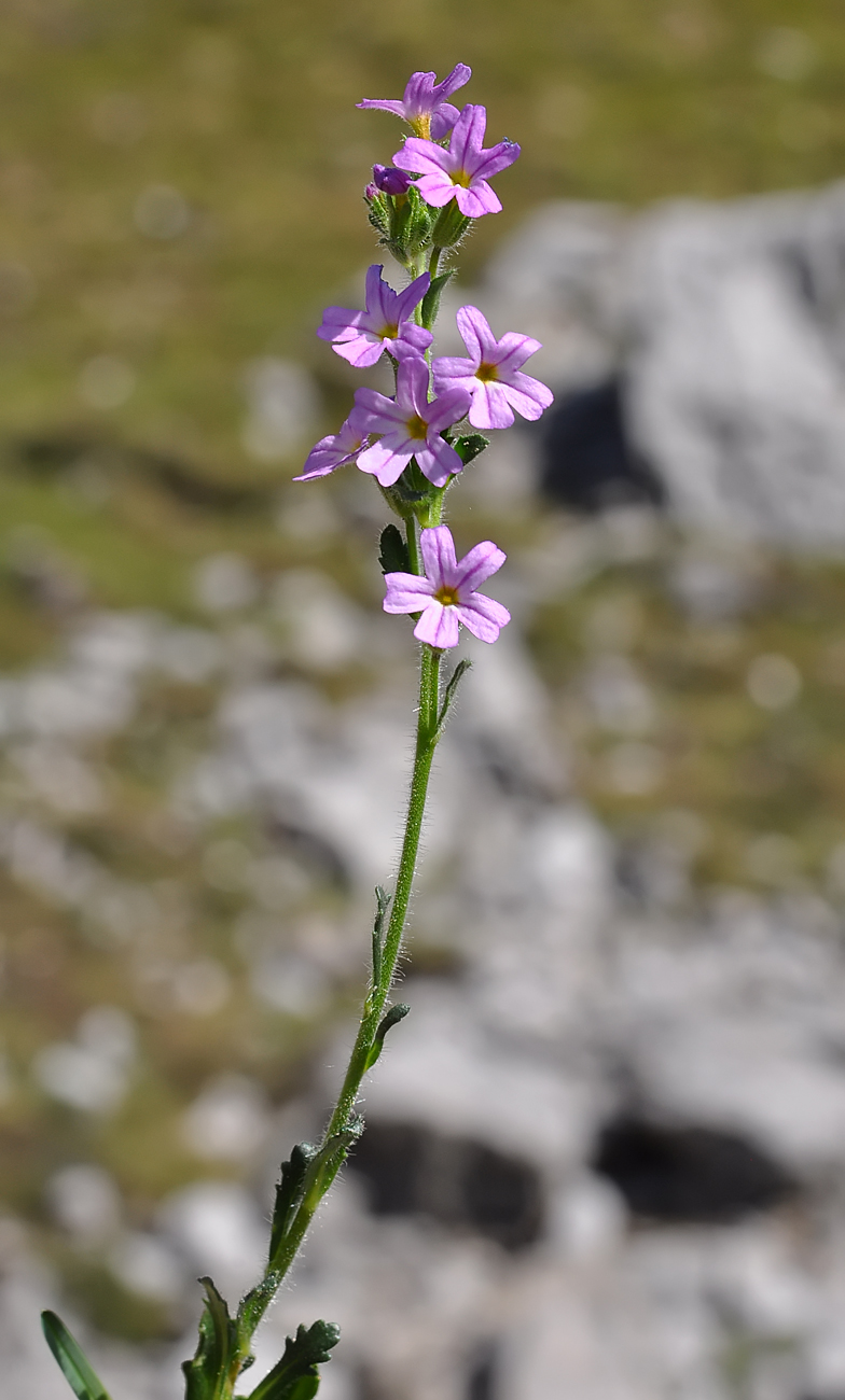 Erinus alpinus