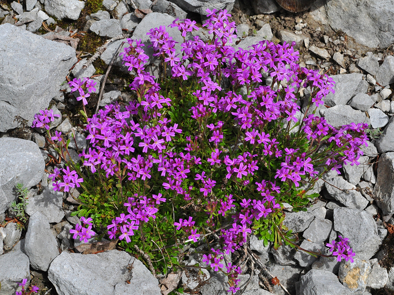 Erinus alpinus