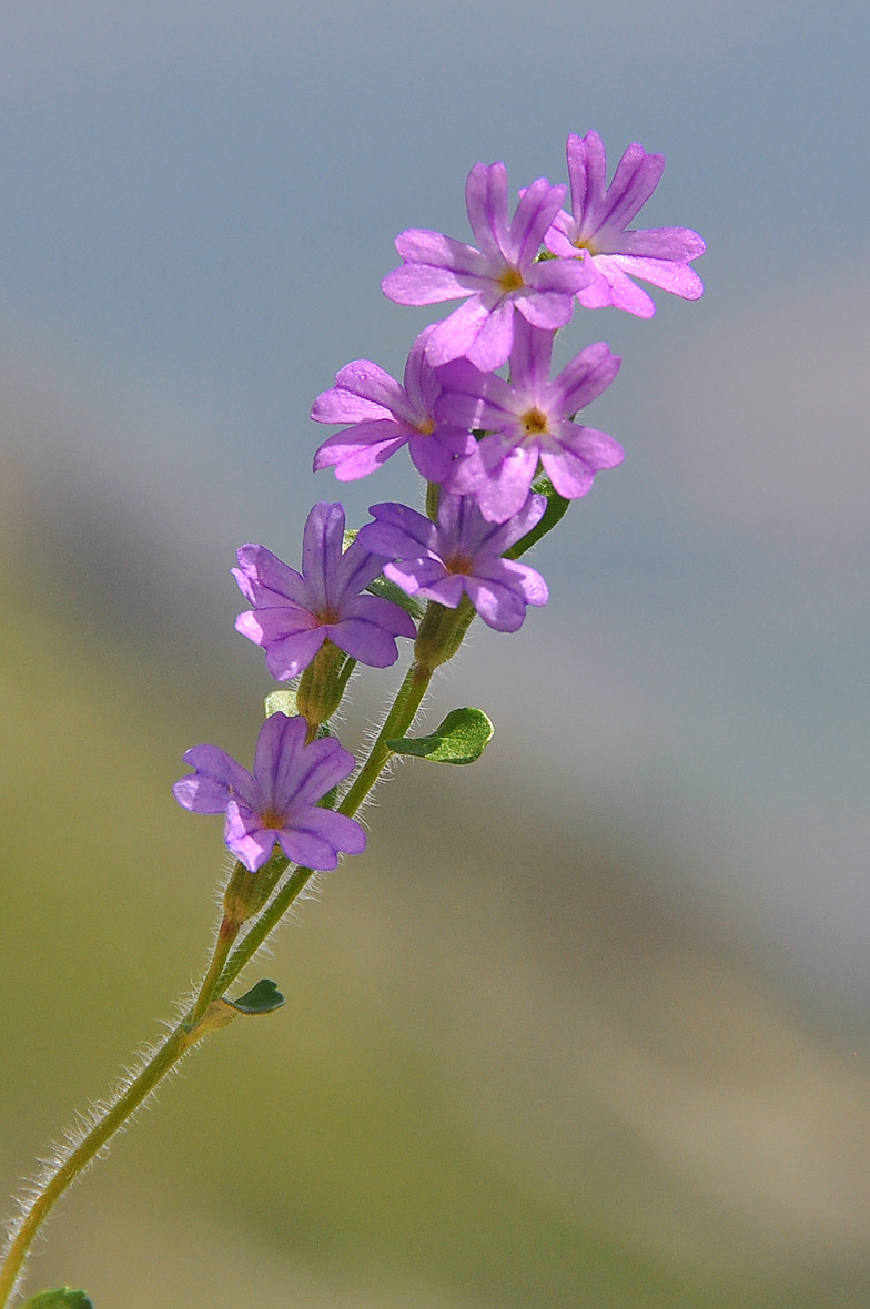 Erinus alpinus