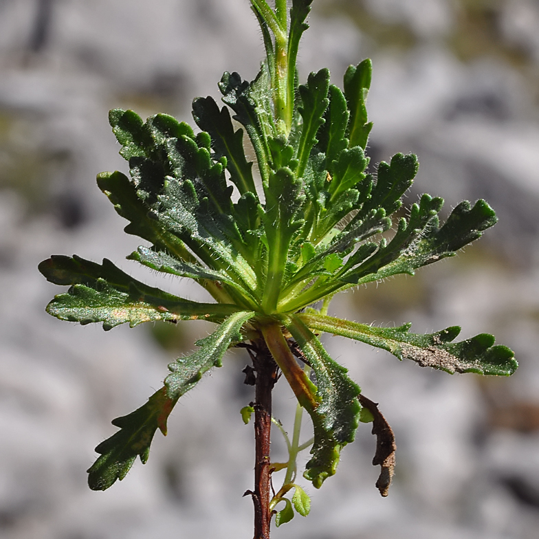 Erinus alpinus