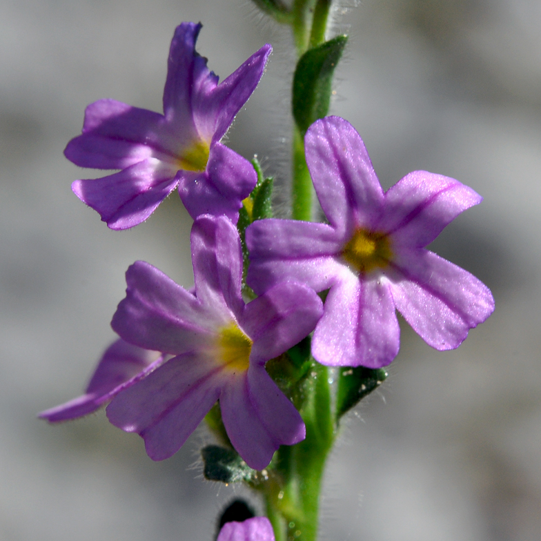 Erinus alpinus