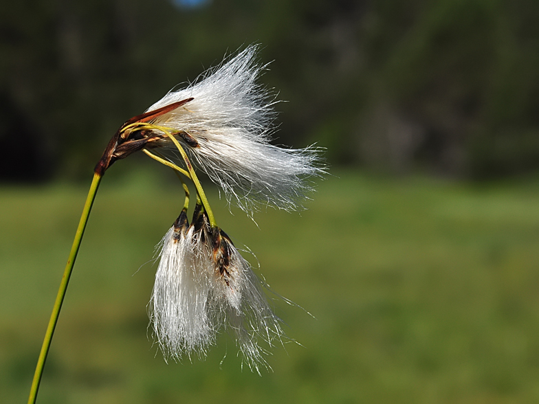 Eriophorum angustifolium