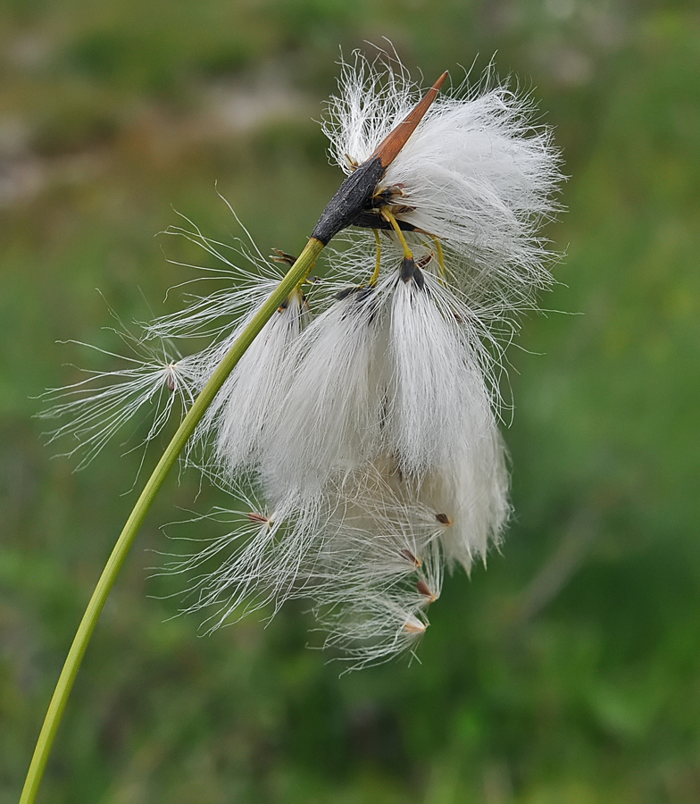 Eriophorum angustifolium