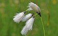 Eriophorum angustifolium