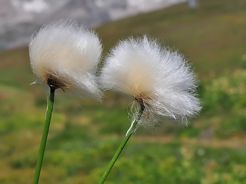 Eriophorum scheuchzeri