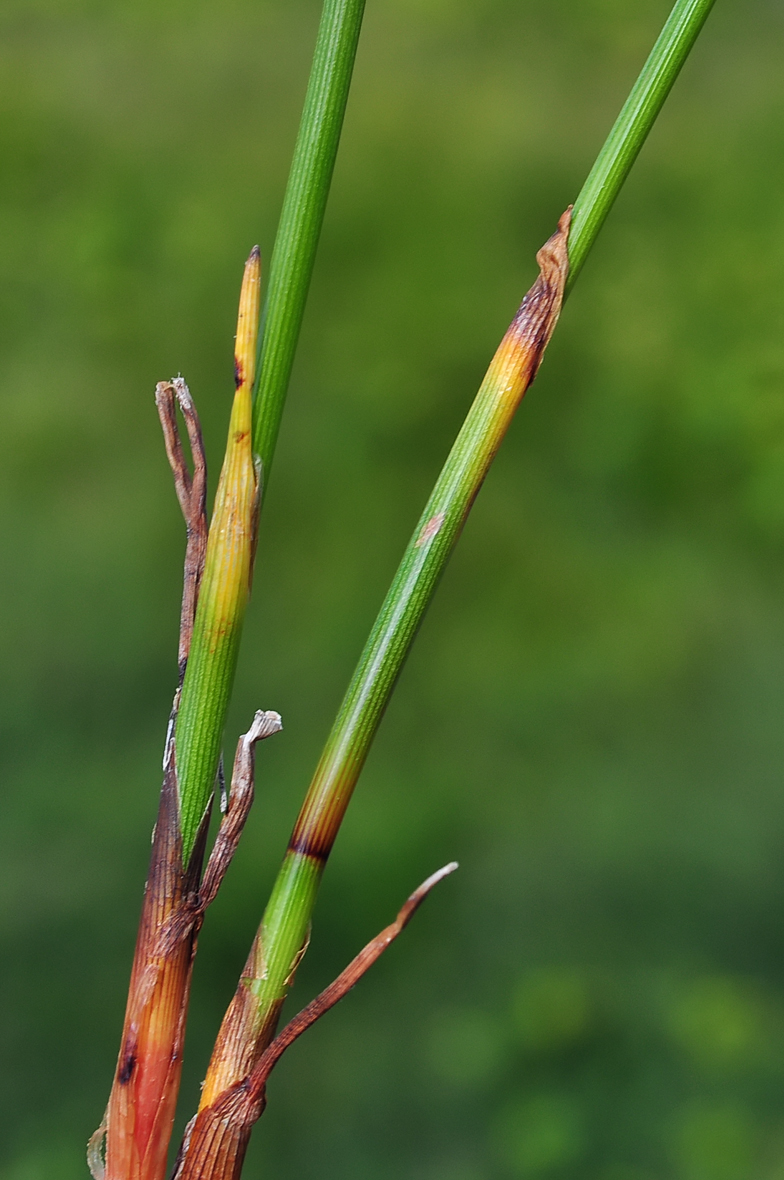 Eriophorum scheuchzeri