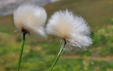 Eriophorum scheuchzeri