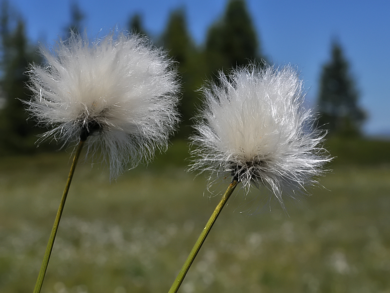 Eriophorum vaginatum