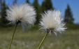 Eriophorum vaginatum