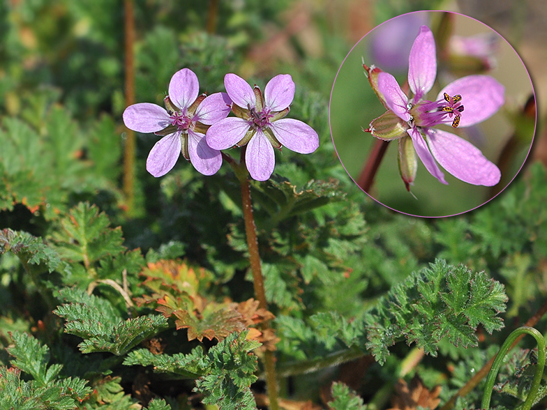 Erodium cicutarium