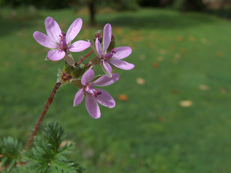 Erodium cicutarium