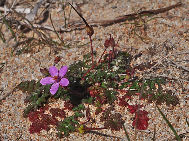 Erodium cicutarium