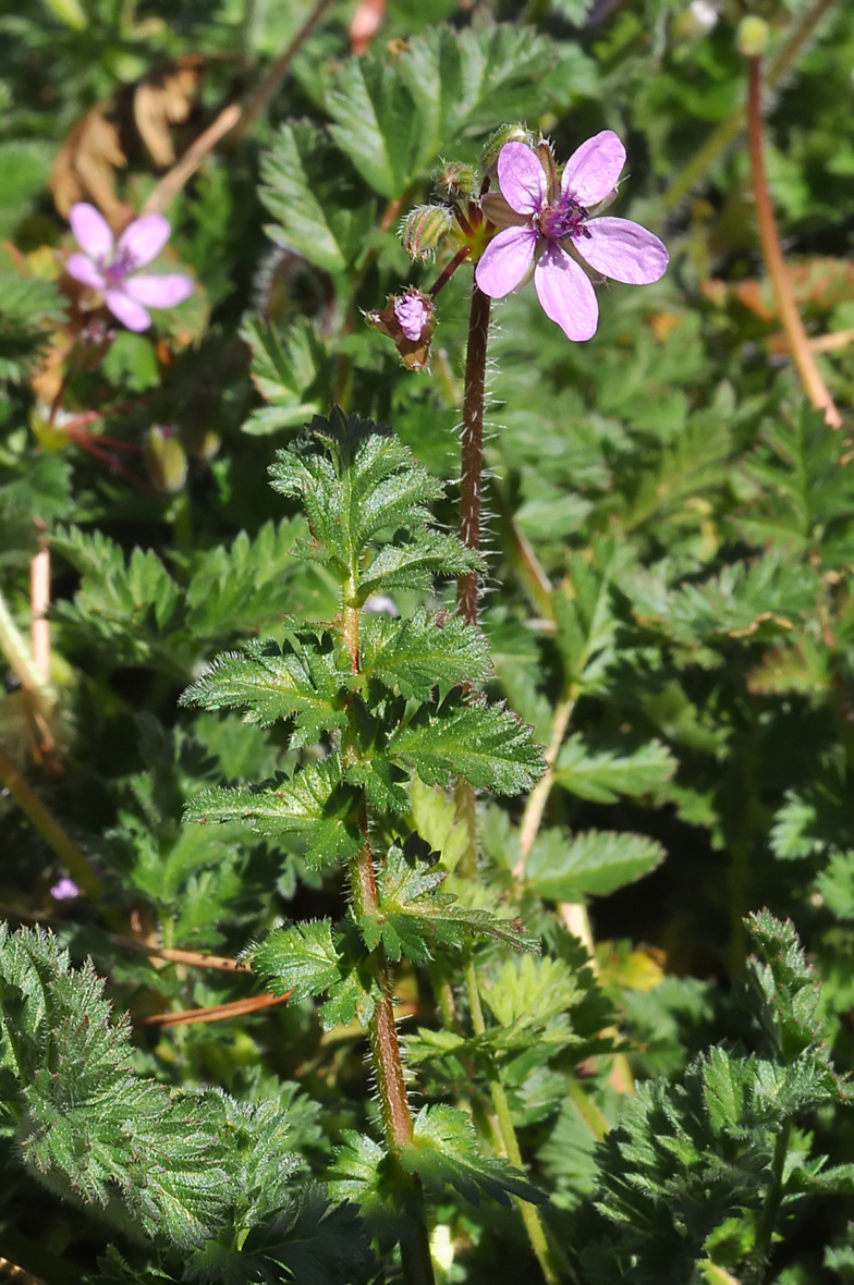 Erodium cicutarium