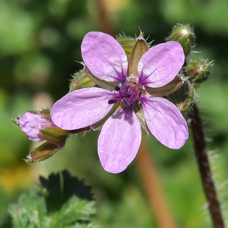 Erodium cicutarium