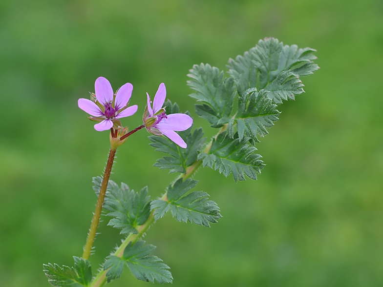 Erodium cicutarium