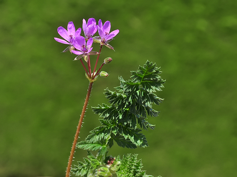 Erodium cicutarium