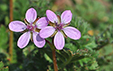 Erodium cicutarium