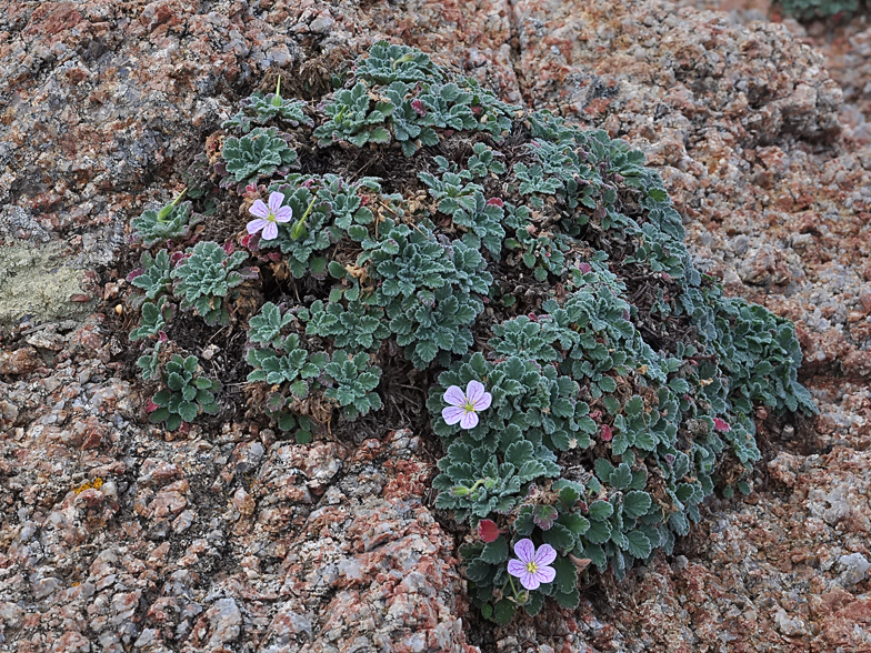 Erodium corsicum