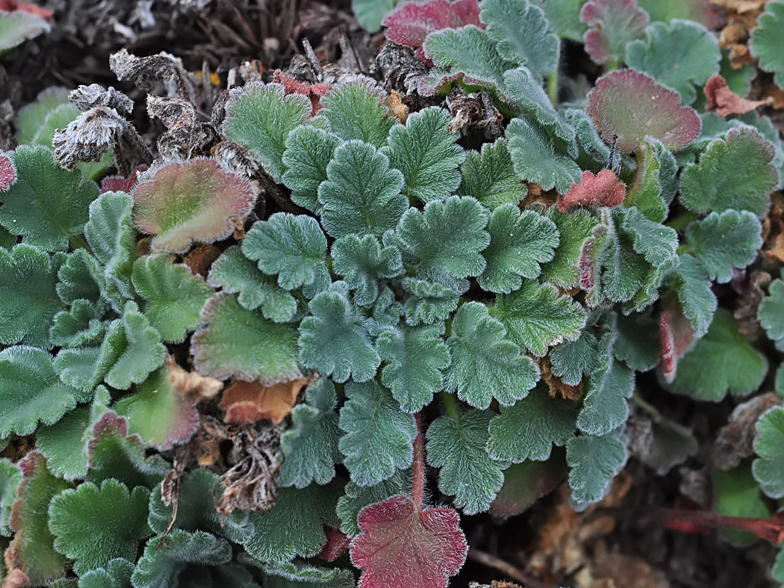 Erodium corsicum