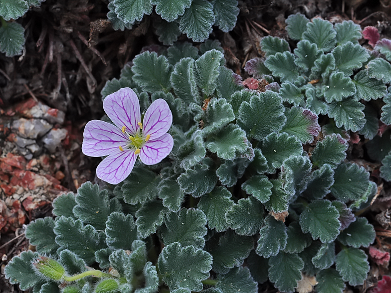 Erodium corsicum