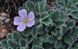 Erodium corsicum