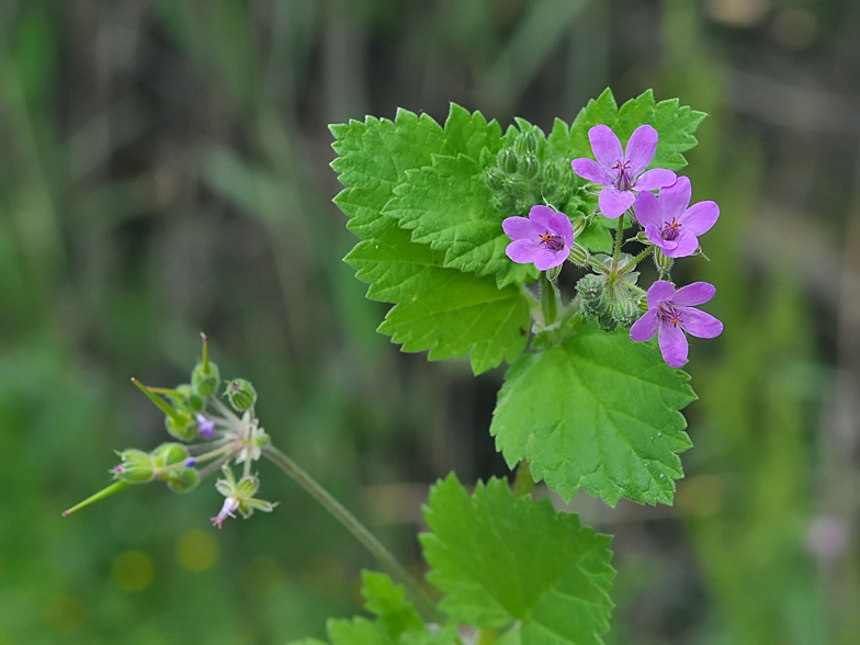 Erodium malacoides