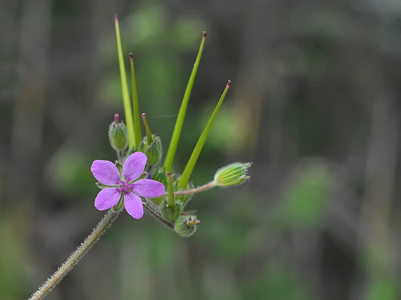 Erodium malacoides