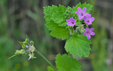 Erodium malacoides